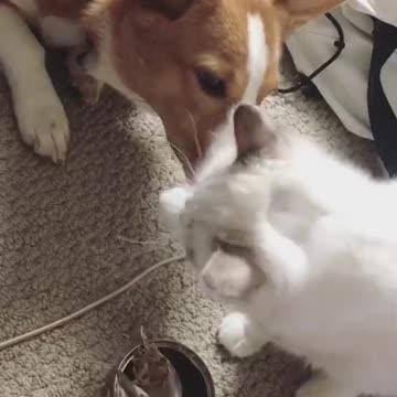 My dog was trying to steal cat food from kitty's face
