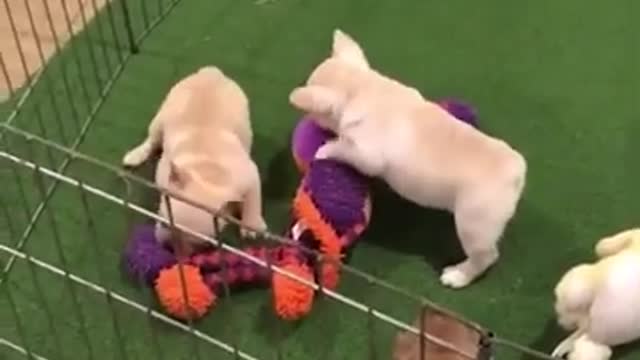 The cutest and funniest French bulldog puppies are really very enjoyable.