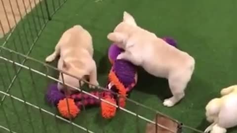 The cutest and funniest French bulldog puppies are really very enjoyable.