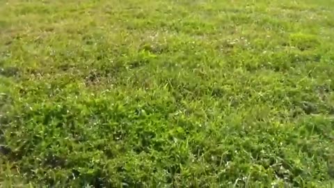 How To Make A Dog Become Fully Aggressive With A Few Simple Tips and Training Techniques
