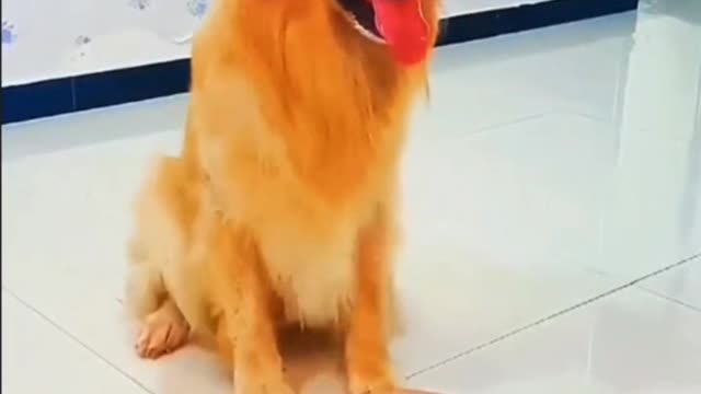 I became the dumbest puppy in the world when I loved you.