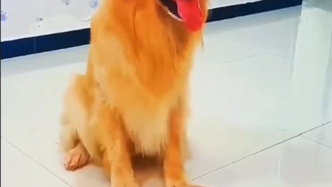 I became the dumbest puppy in the world when I loved you.