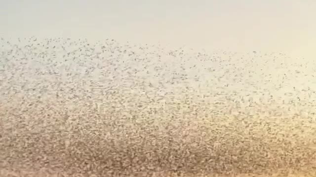 earth a hypnotising mumuration of starlings dancing in the sky