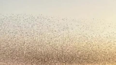 earth a hypnotising mumuration of starlings dancing in the sky