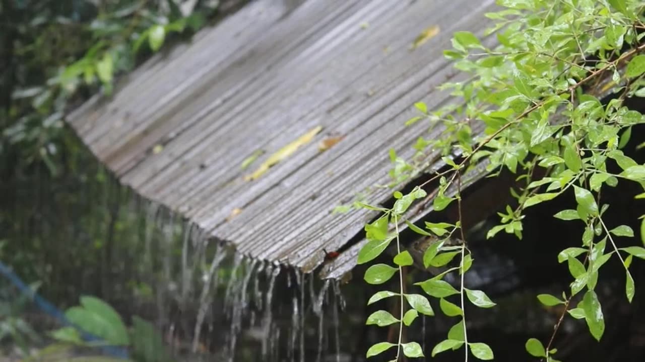 Wandering Rainy Day Relaxing Rain Sounds 1 Hour