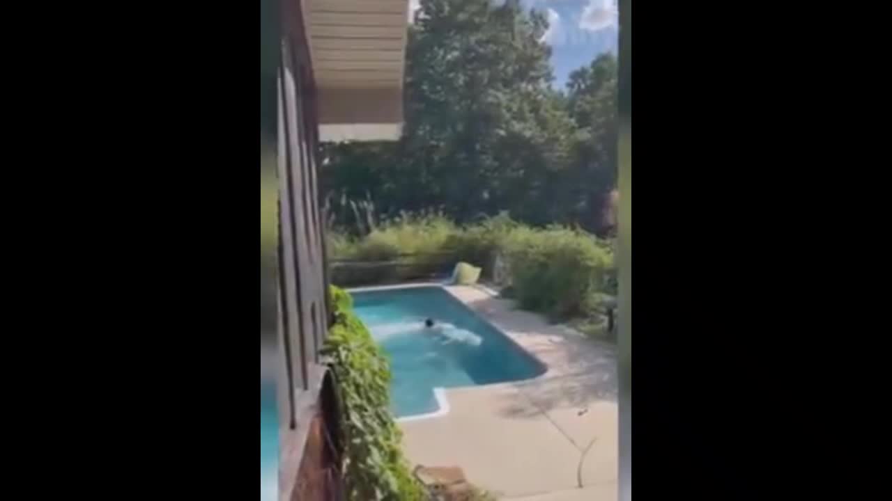 Dog is excited to swim