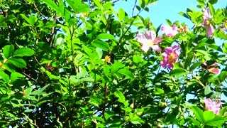 Bee pollinating wild roses