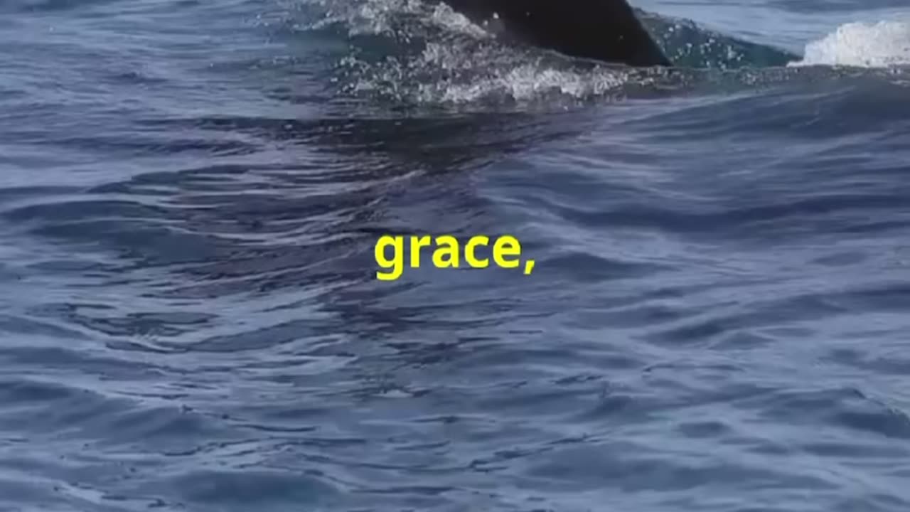 ANTARCTICA KILLER WHALES ❄️