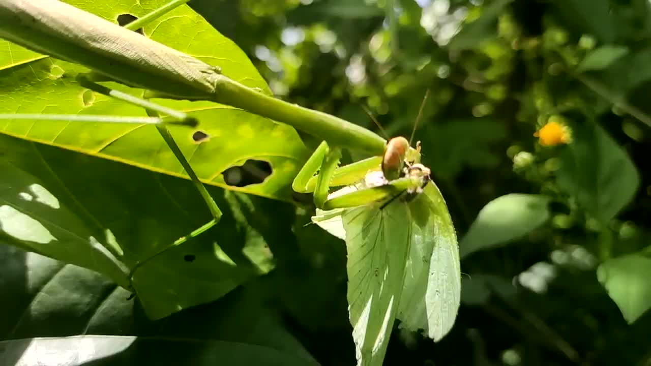 praying mantis on a tree