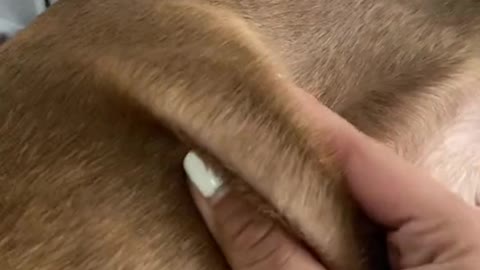 happy dog