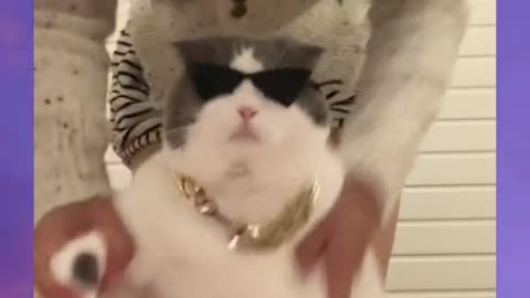 Funny Cat