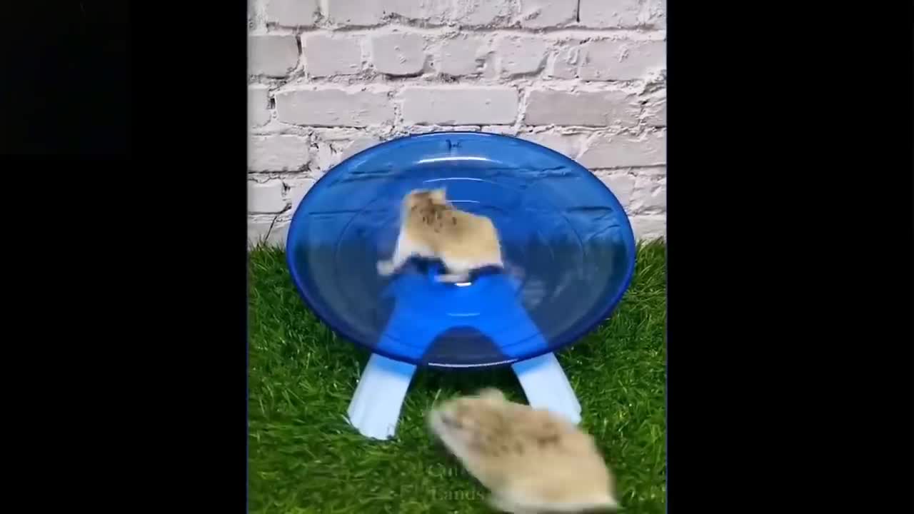 Try Not To Laugh To These Pets Compilation series 1 video 1