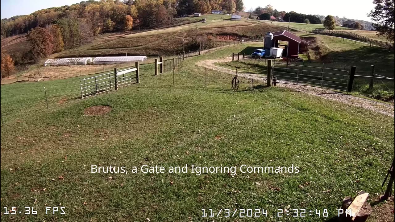 Brutus Crawling Under Gate and Ignoring Commands