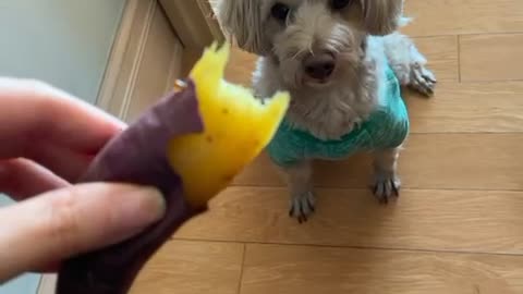 Maltipoo likes sweet potato