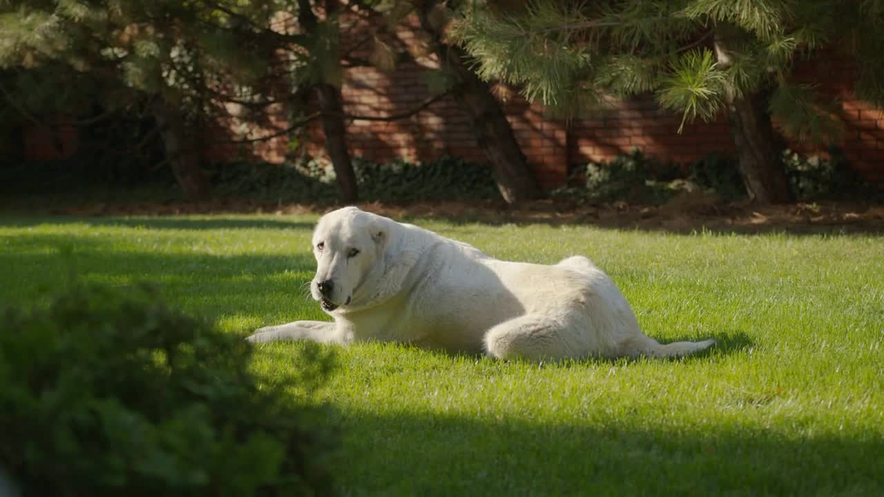 Big central Asian Dog. Portrait of Cute happy Alabai Dog. Alabai Breed. Summer day