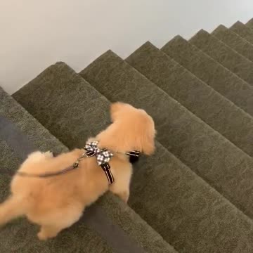 Puppy’s first stairs