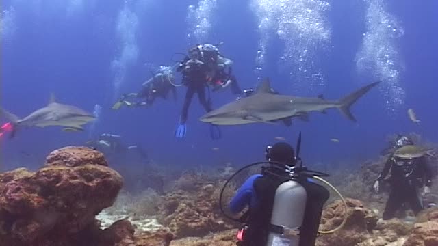 Roatan Honduras Shark Feed April 2021