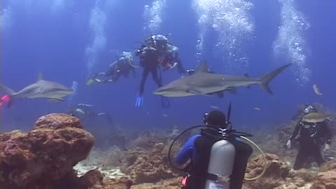 Roatan Honduras Shark Feed April 2021