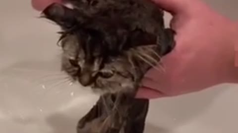 My lovely cat's bath