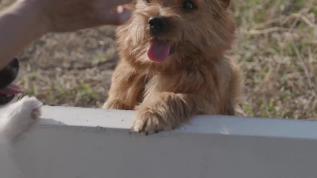 So kind puppies || cute moments || animal funny||