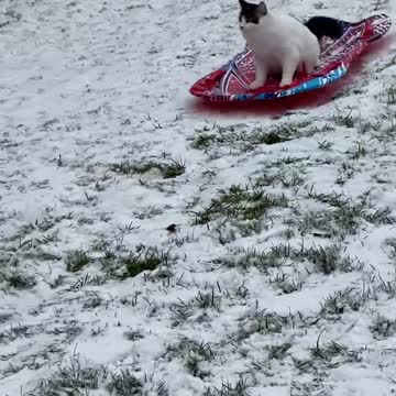 Sled loving Kitty
