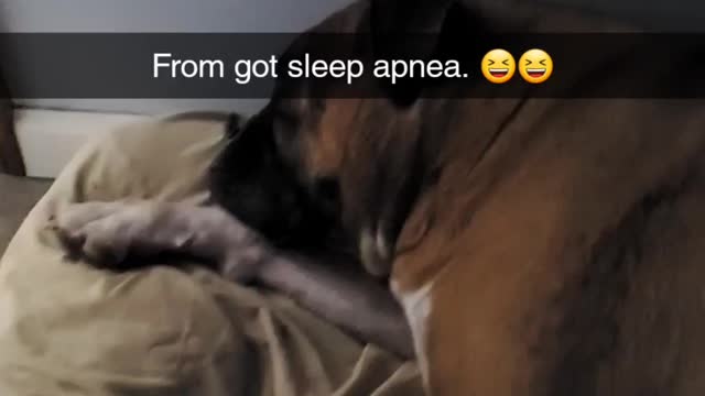 Boxer snores loud