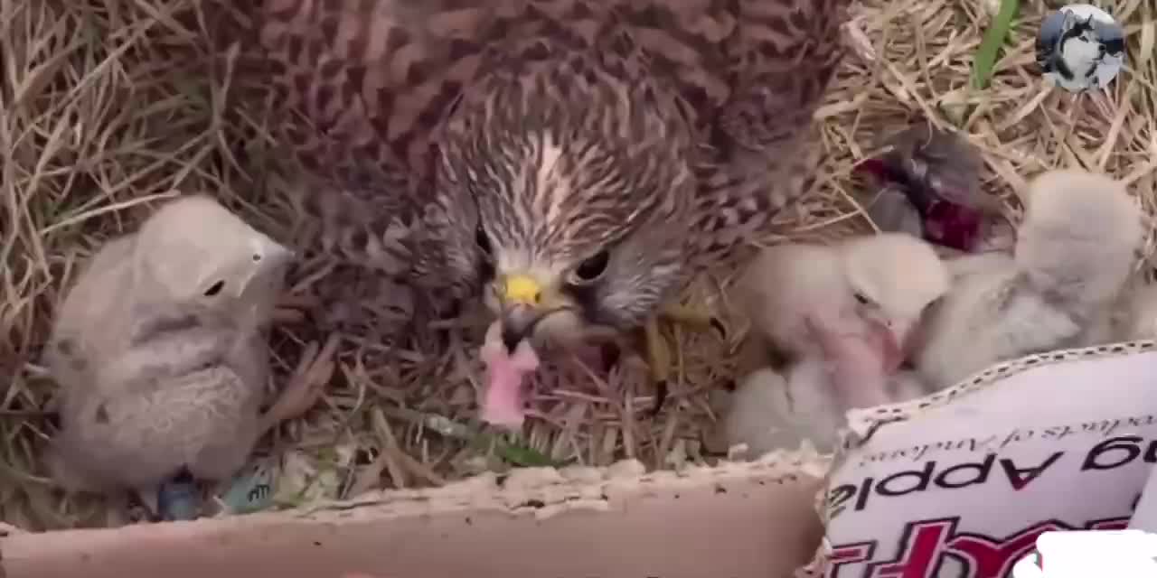 (4) eagle and cub