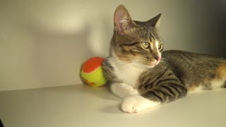 Cute Kitten Sleeps on His Paw