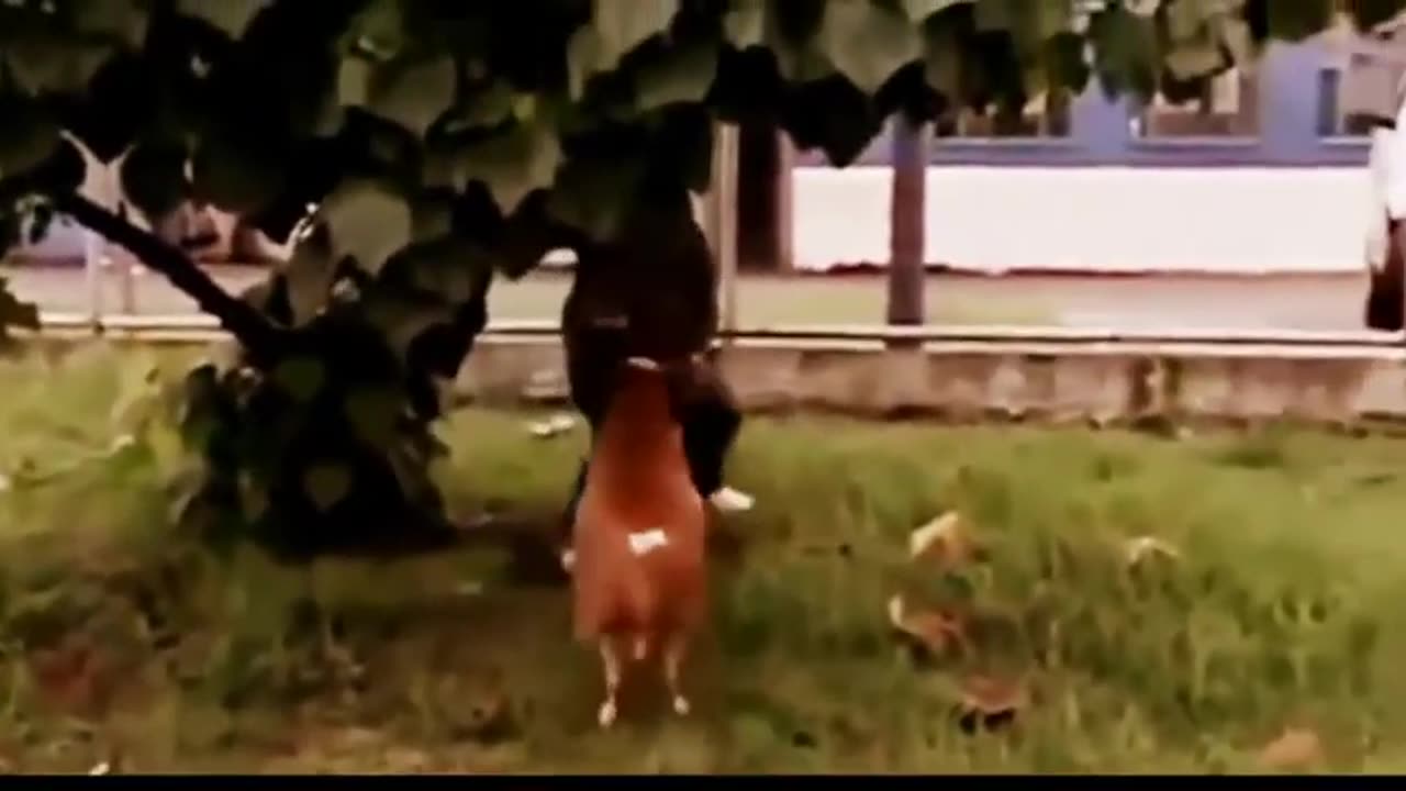 funny animales video