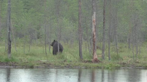 Bears in Kuhmo, Finland