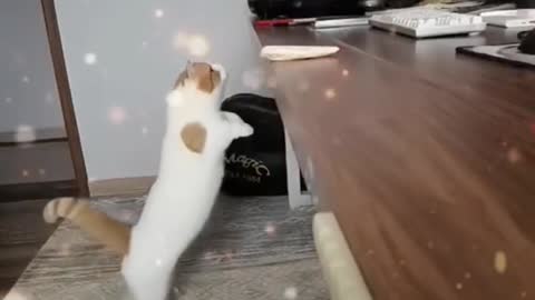 cat funny https://shrinke.me/fID5u9Wy
