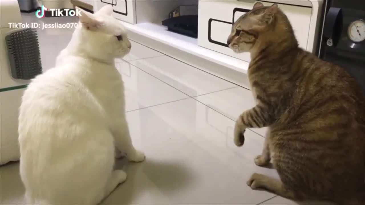 talking and flirting cats