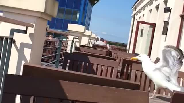 Seagull knocks over mans cup