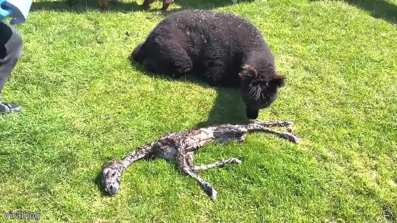 Alpaca Gives Birth to Strange Baby