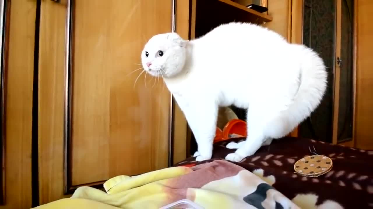 White angry cat