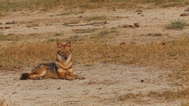 Footage of a Golden Jackal Lying on the Ground