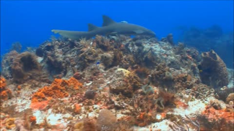 Exploring Coral Reefs