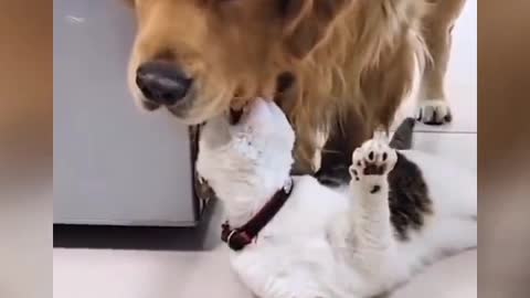 Funny cat reaction moment try to not laugh!! some cat adorable look
