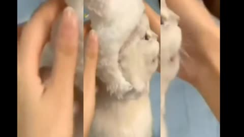 Best funny cat completion || cats || funnyvidvinescute c