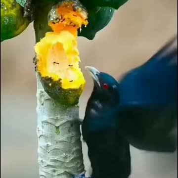 Amazing crow bird eating papaya fruits on live