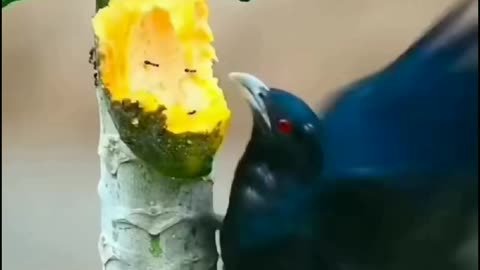 Amazing crow bird eating papaya fruits on live