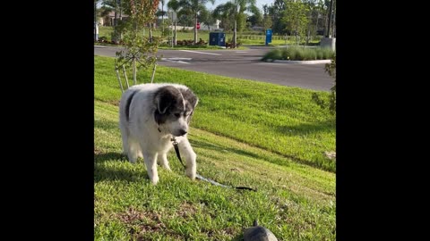 Ritchie Sees a Turtle for the First Time