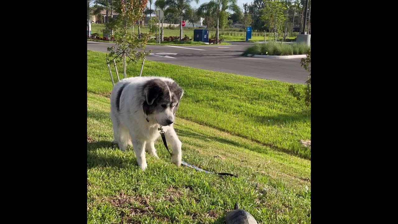 Ritchie Sees a Turtle for the First Time