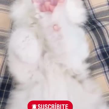 😍💓😍💓😍💓😍💓😍💓😍💓😍💓😍💓😍💓 #cats #shorts