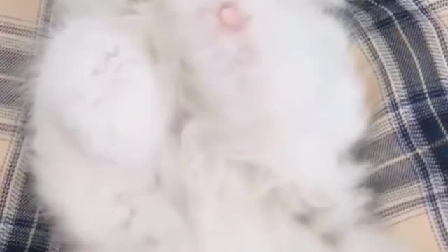 😍💓😍💓😍💓😍💓😍💓😍💓😍💓😍💓😍💓 #cats #shorts