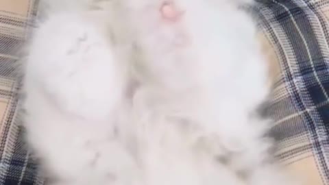 😍💓😍💓😍💓😍💓😍💓😍💓😍💓😍💓😍💓 #cats #shorts