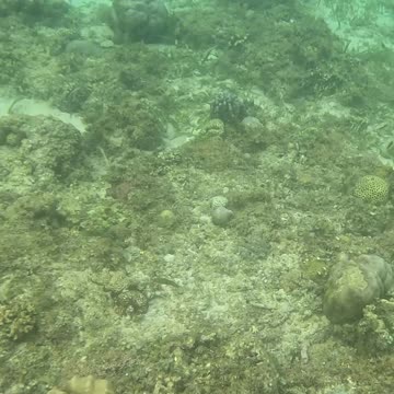 Witnessing Ocean Renewal: Snorkeling on a Healing Reef