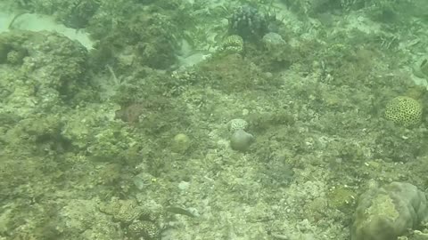 Witnessing Ocean Renewal: Snorkeling on a Healing Reef