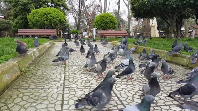 Pigeon eat food form road..