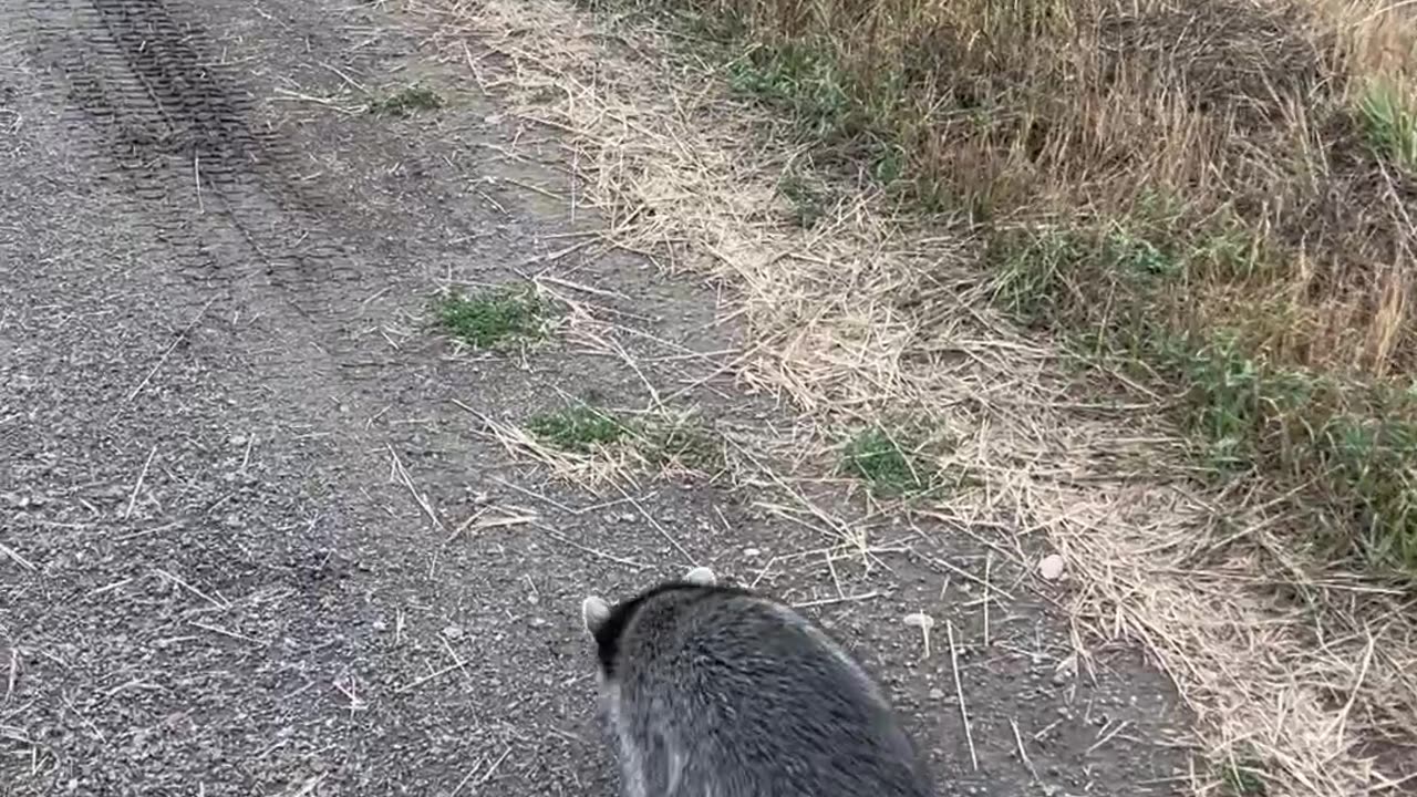 Lenny the Raccoon and His Posse of Dogs